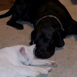 Meet your Posher, Donald